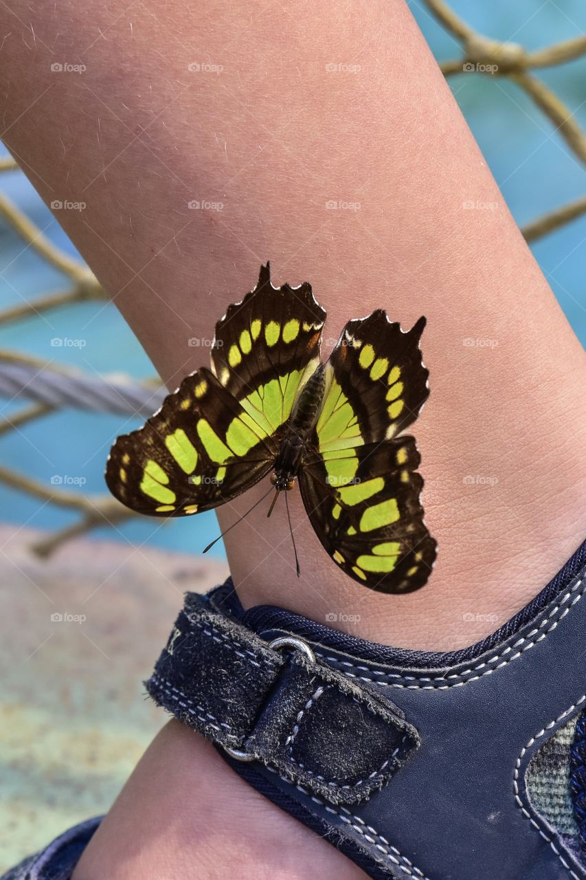 Butterfly sits on one leg