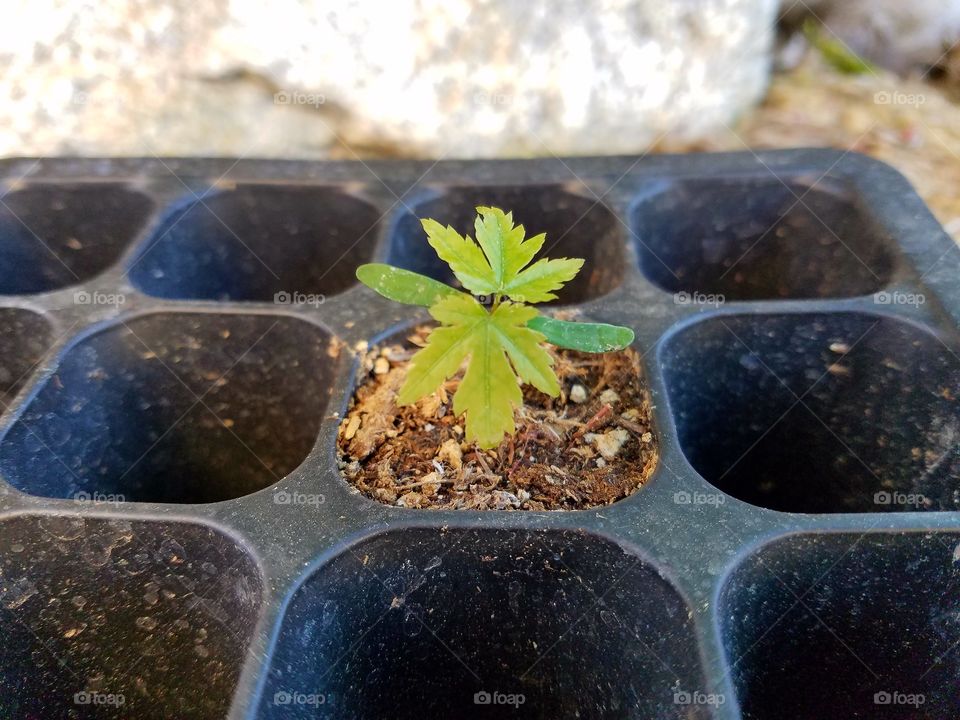Baby maple tree