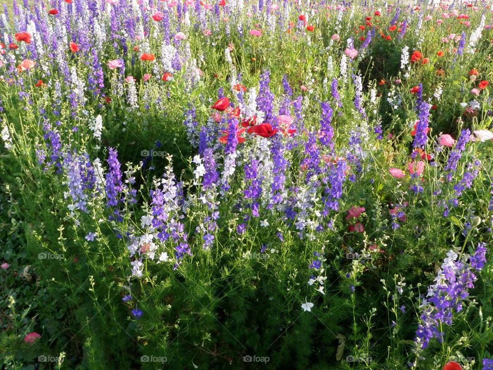 Flowers field
