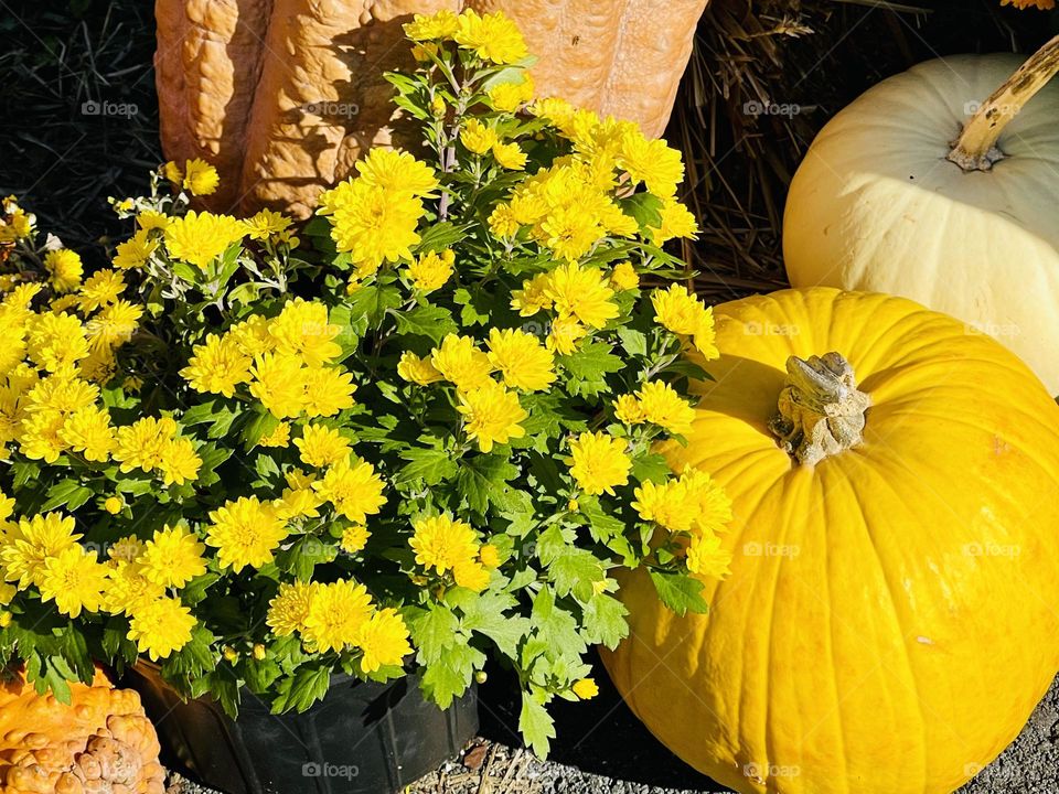 Sunny yellow mums and mellow yellow pumpkin - fall staples that sparkle in the garden. 