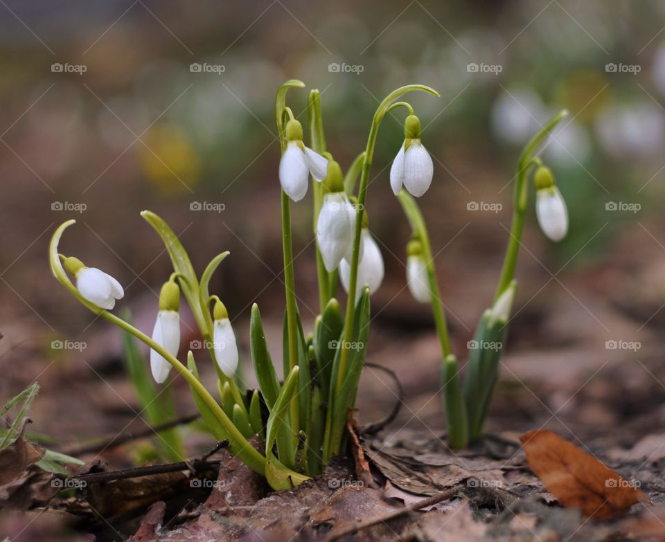 Snowdrop