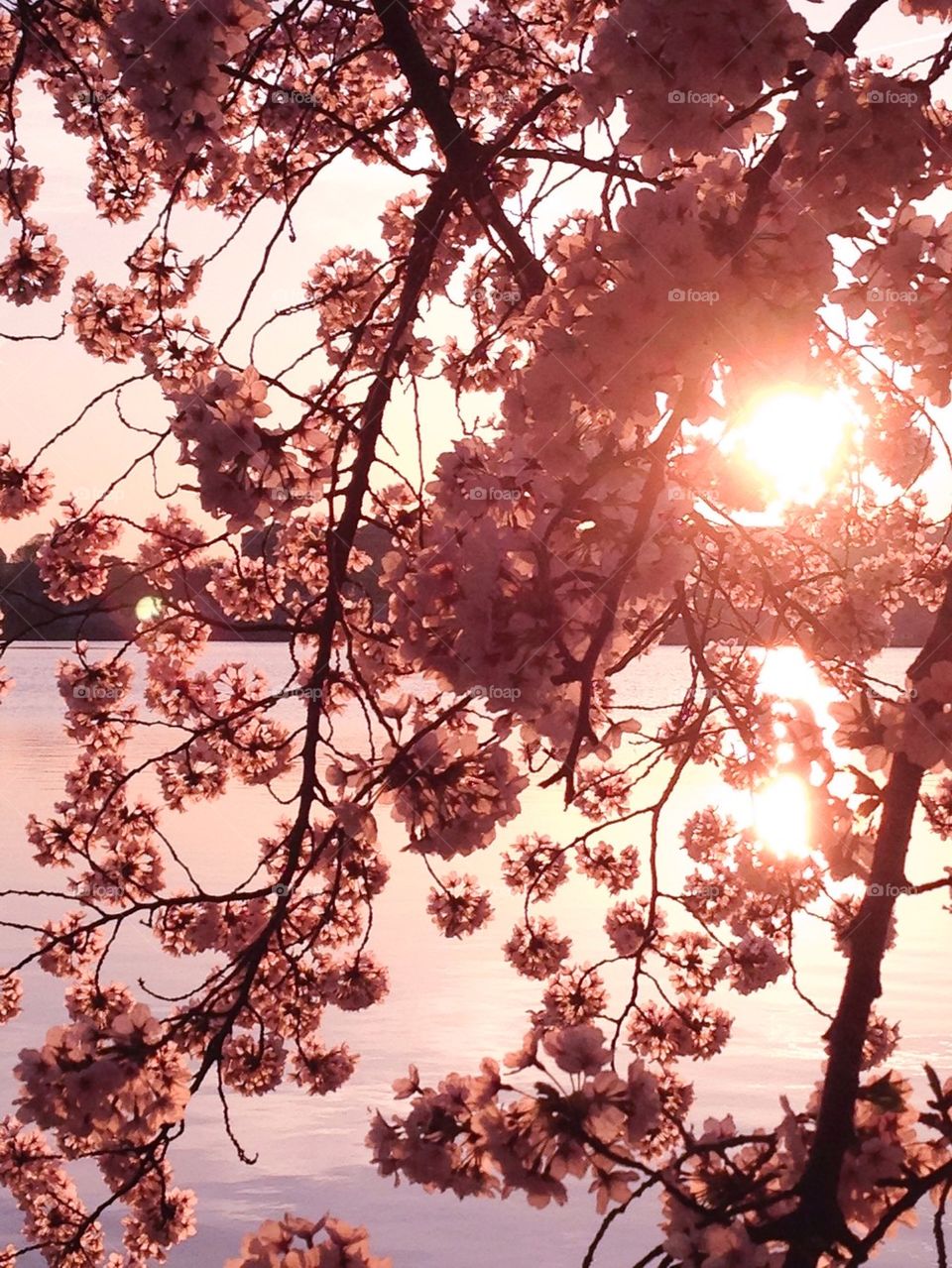 Cherry blossoms 2014 4