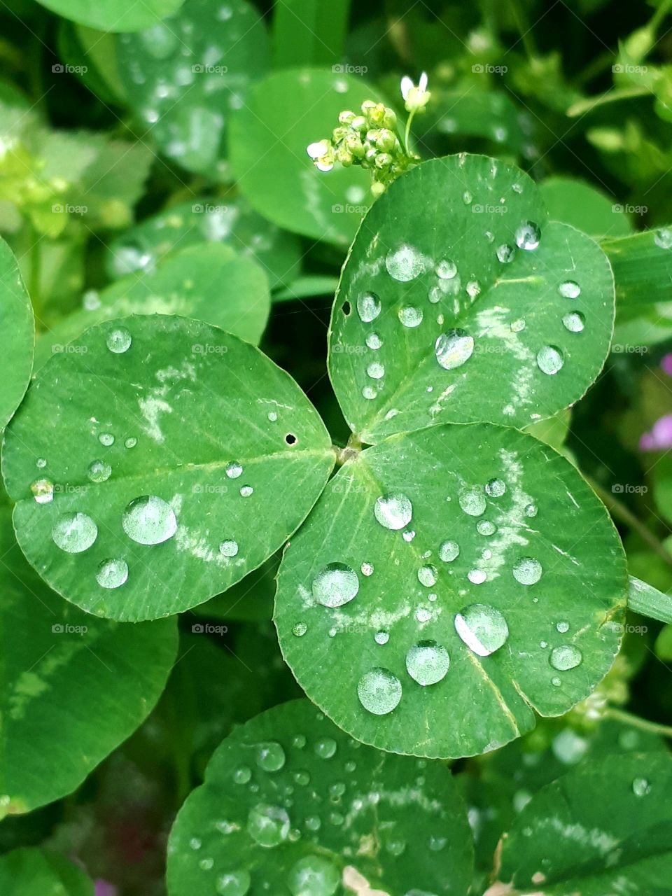 Drops of water on leaves of grass and plants after rain