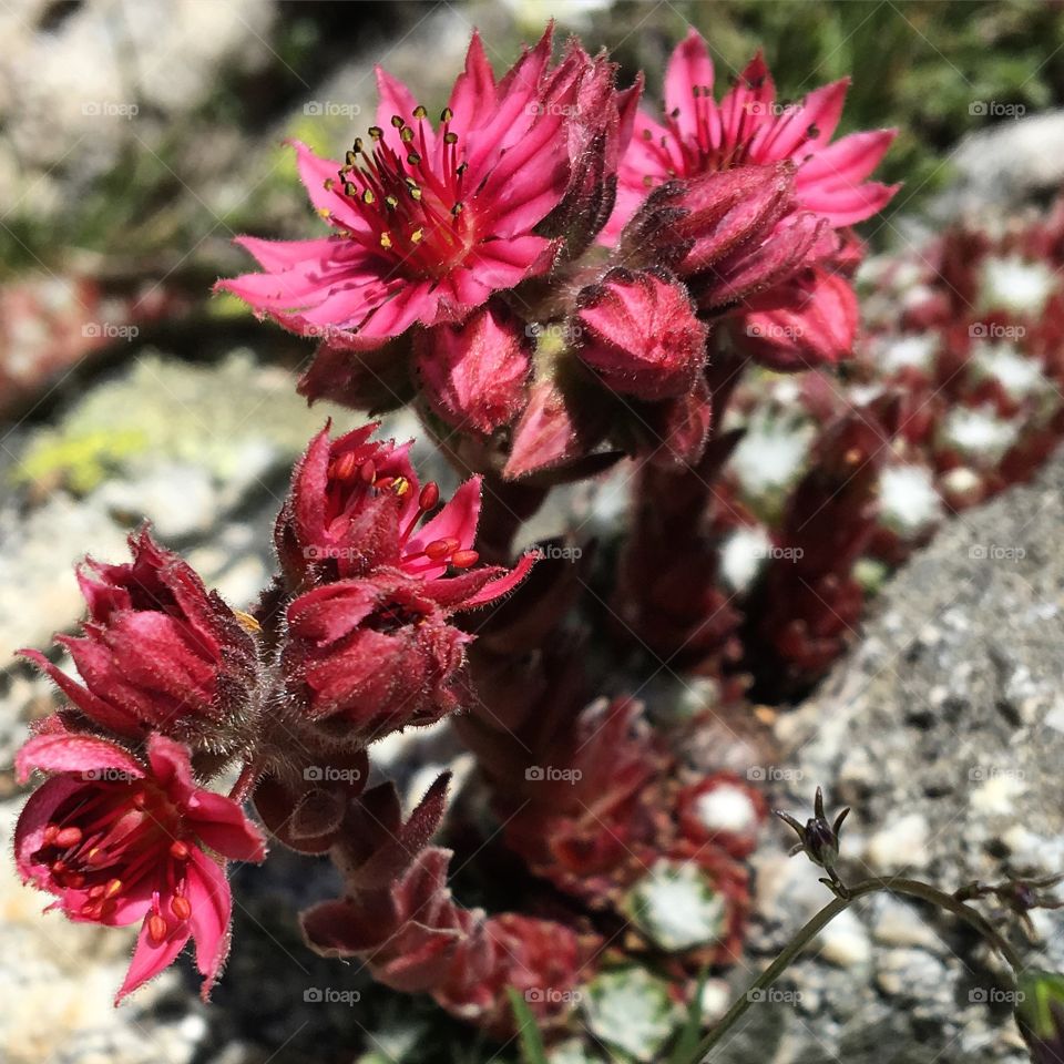 Alpine Flora