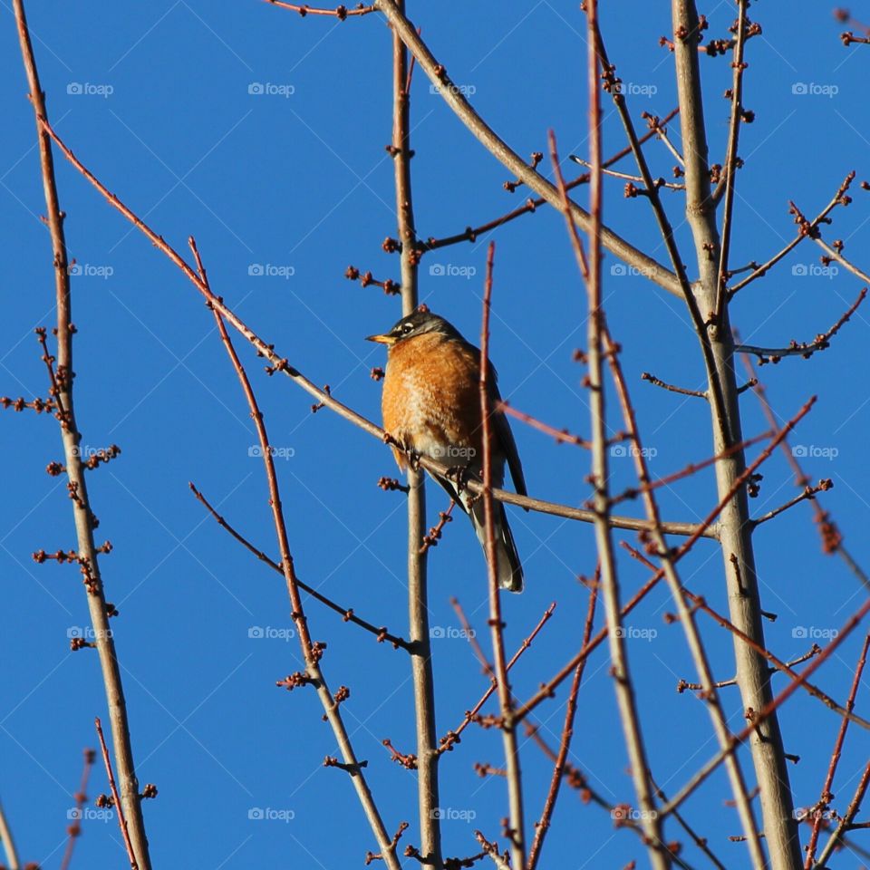 Robins are back, spring is coming