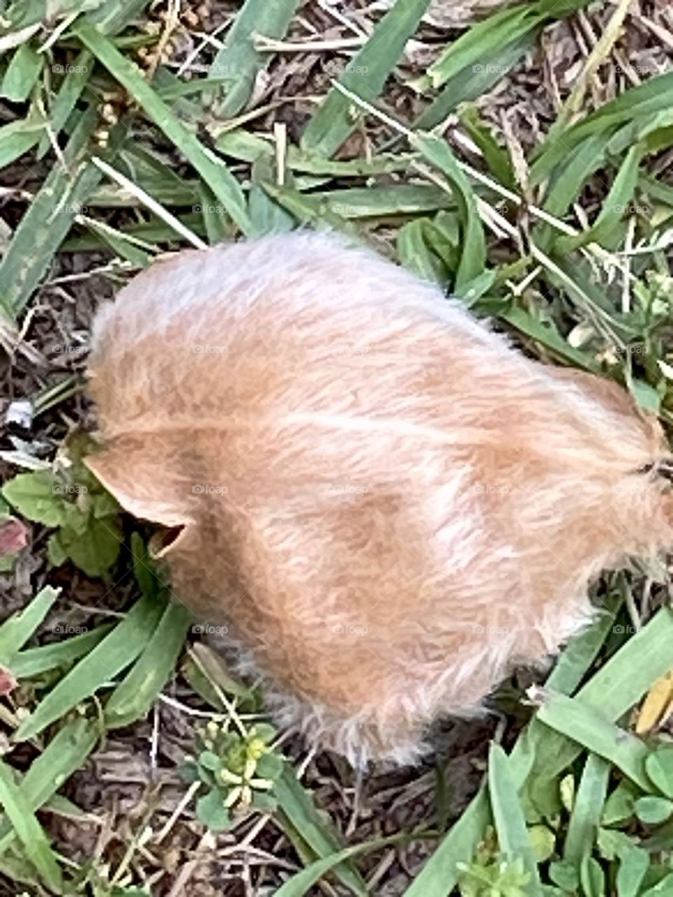 Different kind of leaf