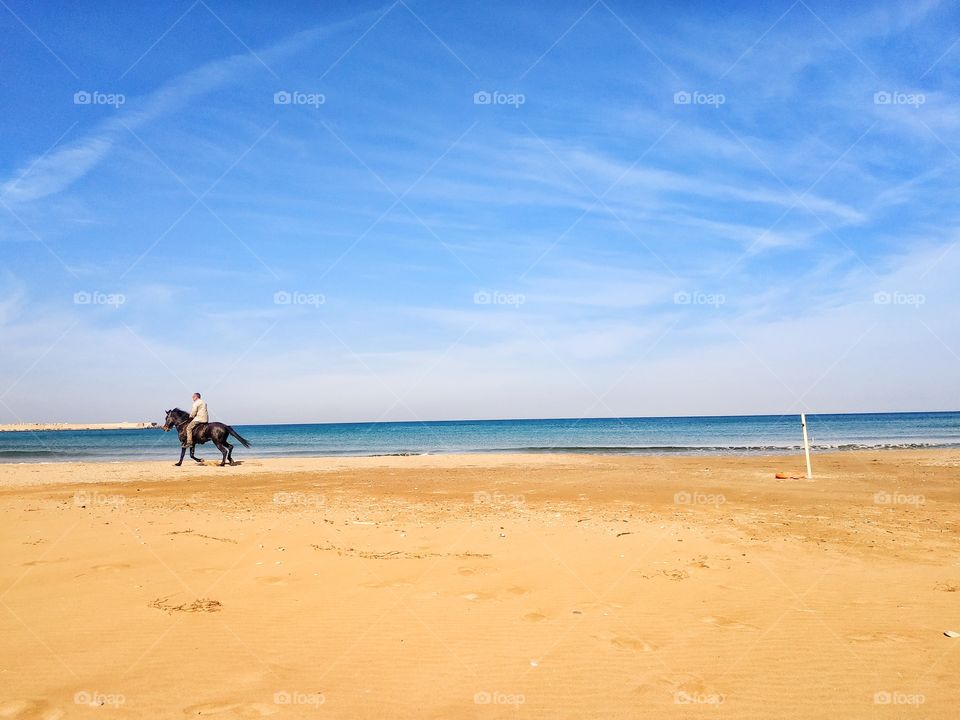 horse at the beach