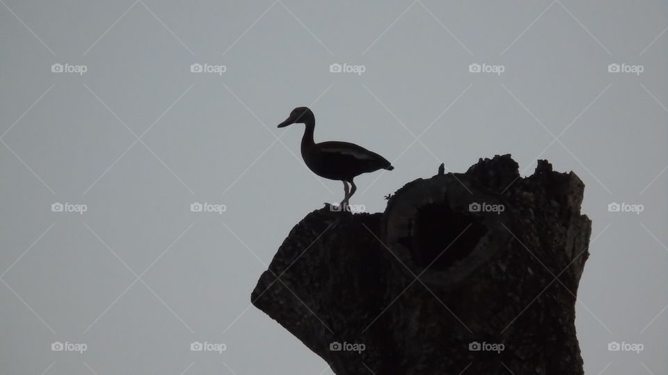 Monochrome silhouette Whistling Duck perched on top tree Florida usa