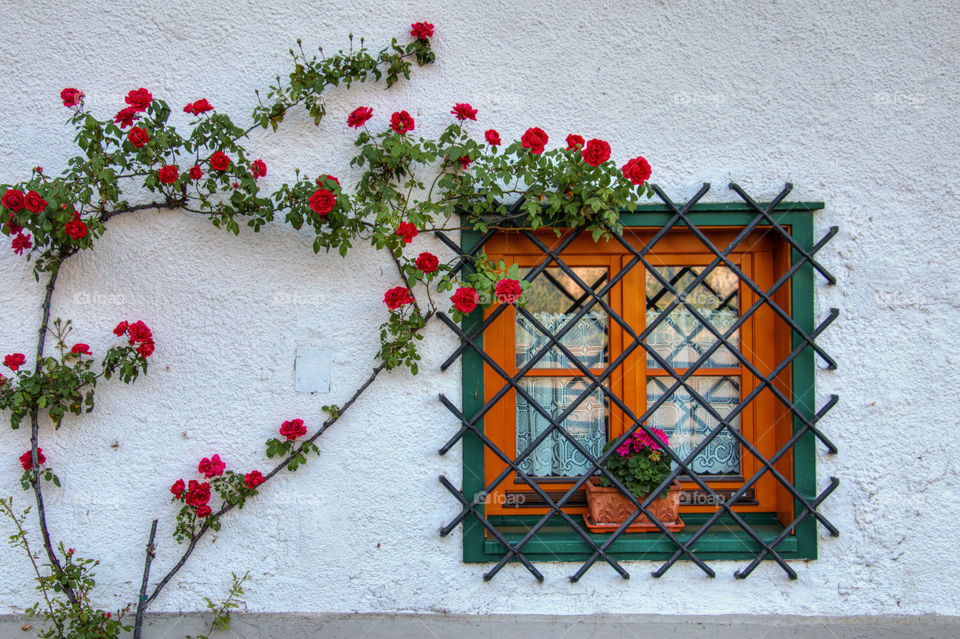 Flowering plant against white wall with window Of house