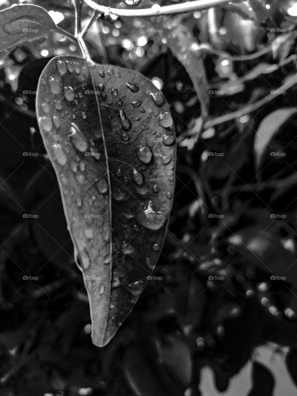 beautiful Rain drops on the leaf