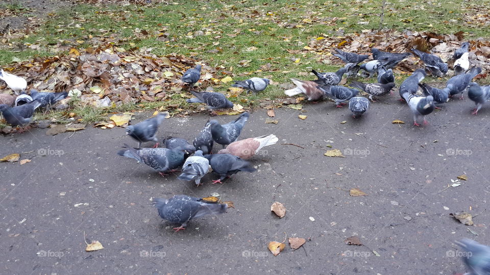 pigeons  eat
