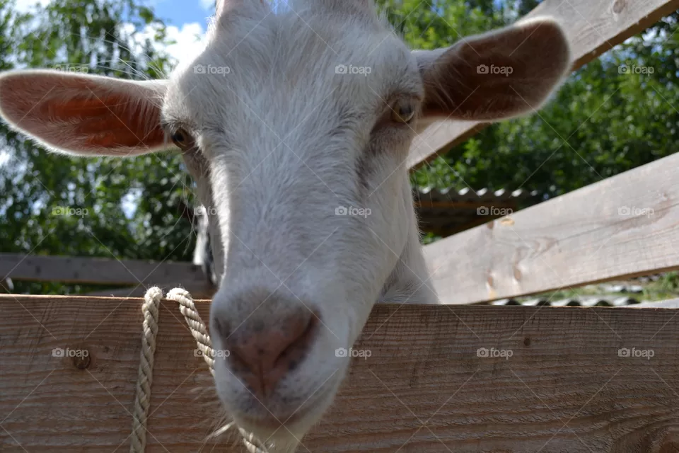 goat