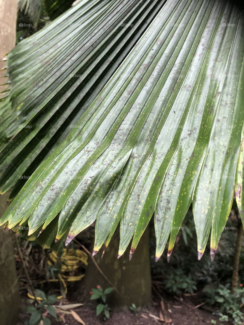 Close up of a palm leaf 