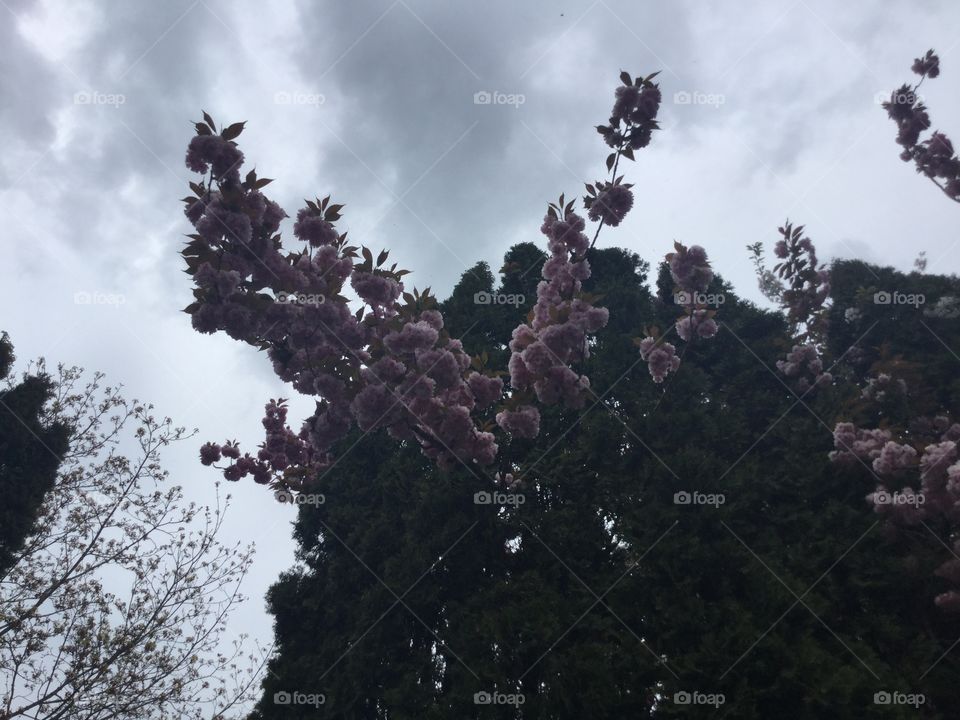 Cherry Tree Branch poking through another Tree