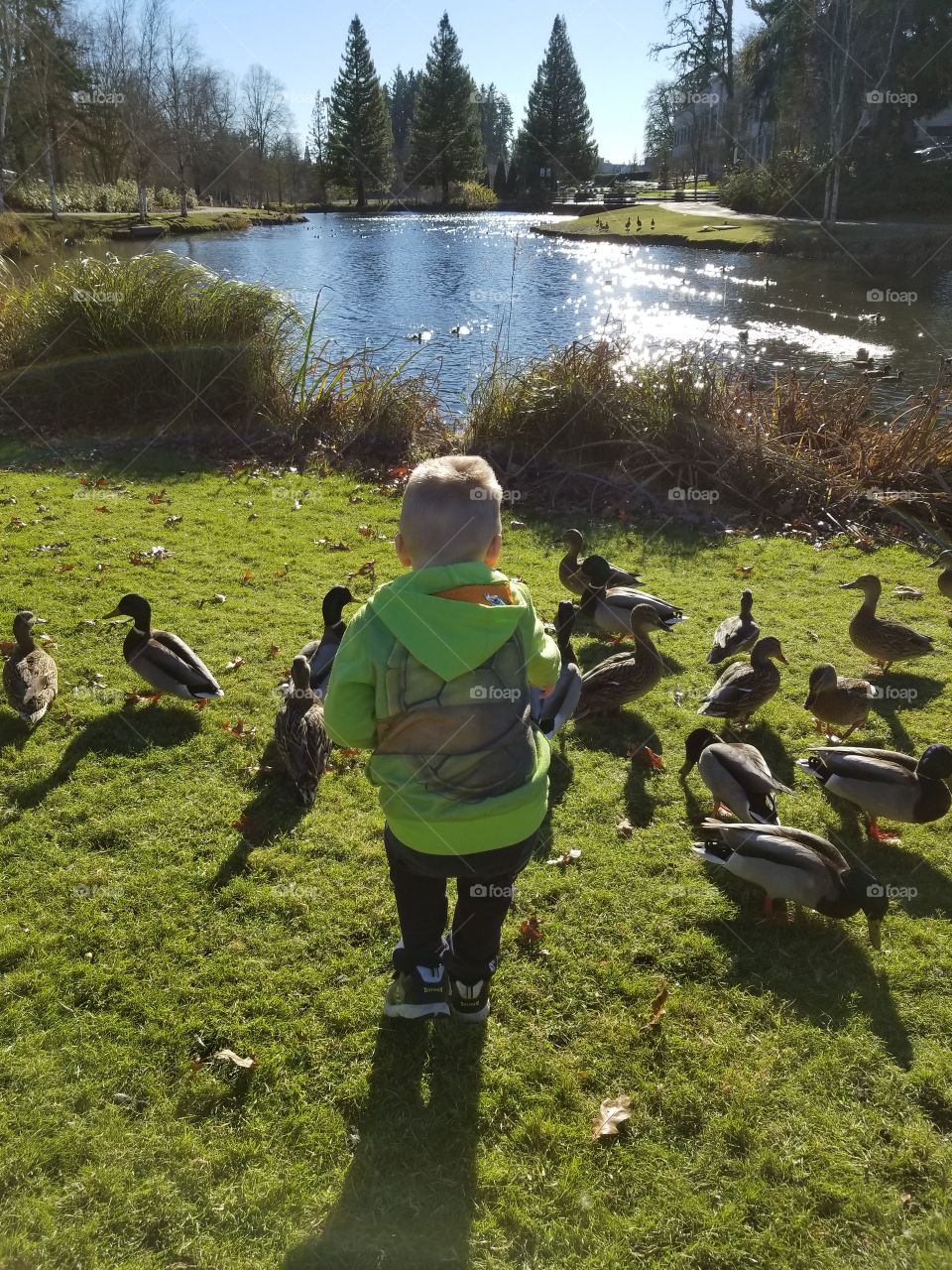 feeding ducks