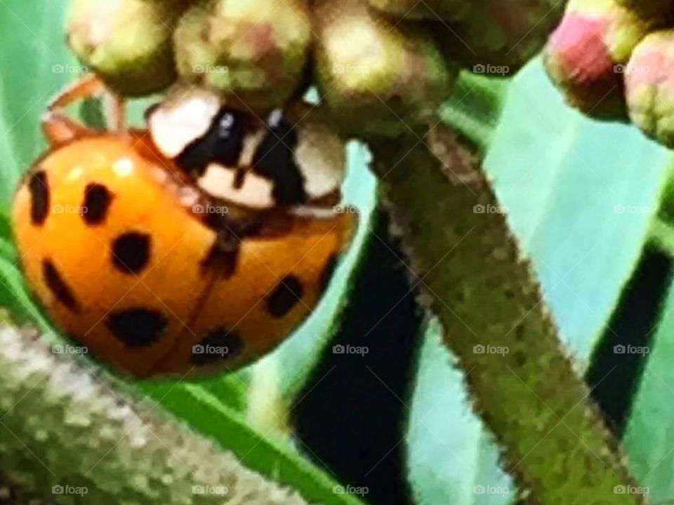 Ladybirds Closeups 
