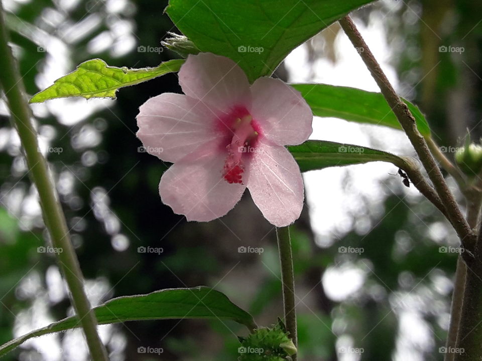 Beautiful wild flower with have leafs and branch