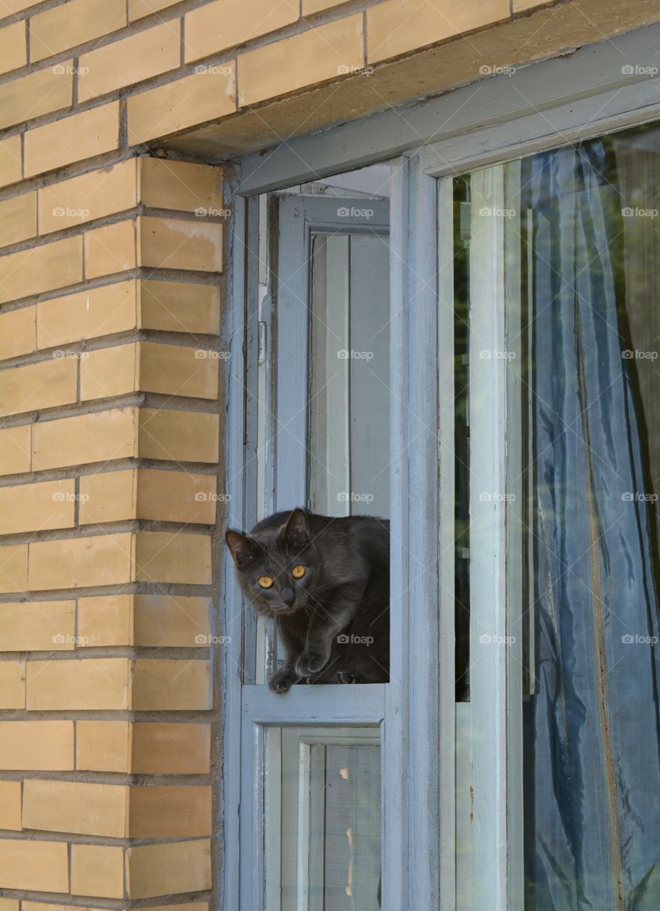 cat on a window