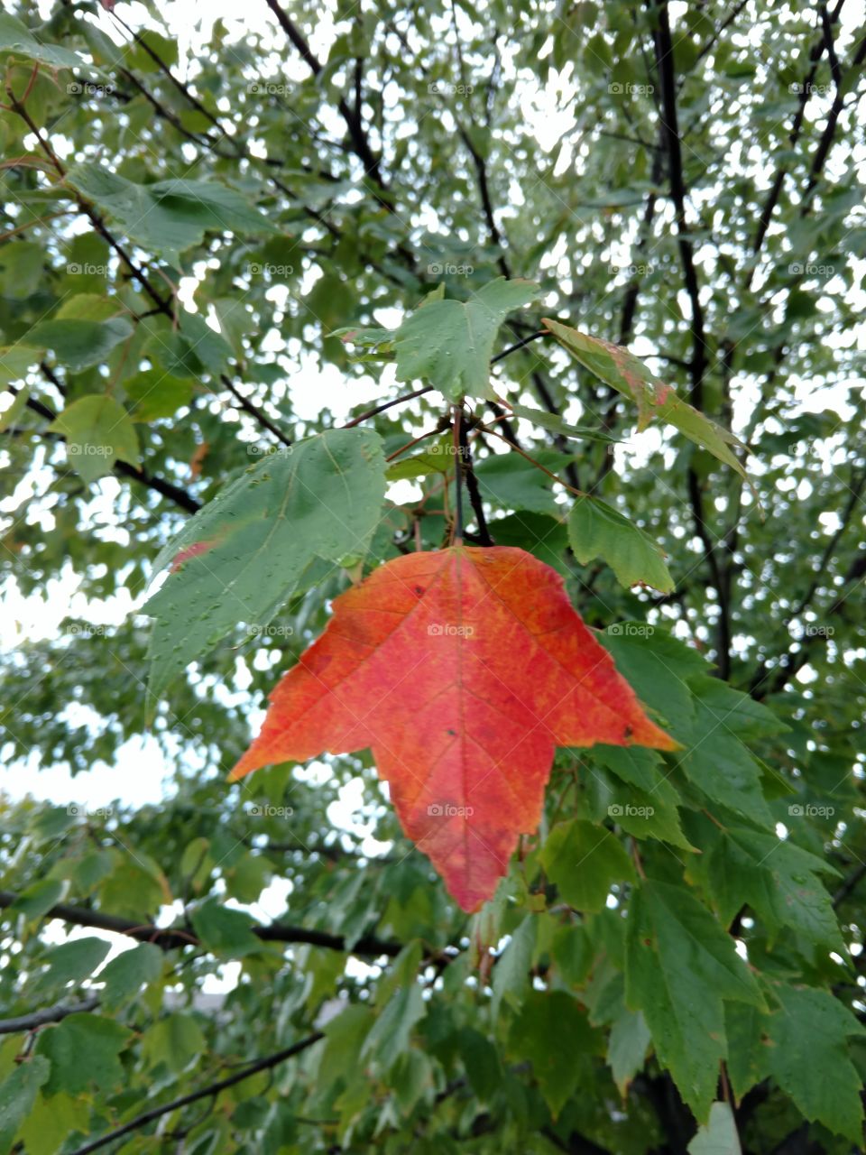 beginning of fall