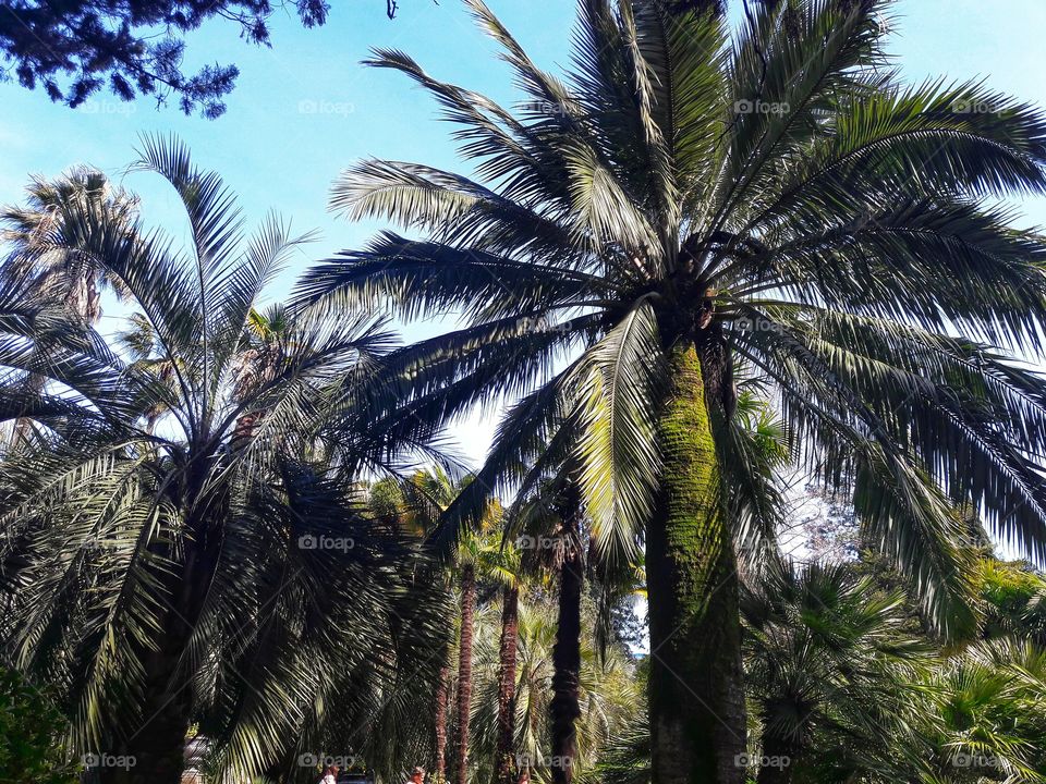 Spring flowers wild nature greens outdoor plant flower beauty