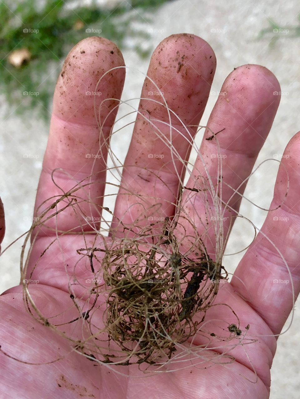 Littering and Disrespect, line, fishing line, pollution, waste, disrespectful, litter, rubbish, monofilament, string, environment