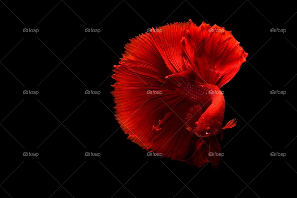 fish like flower