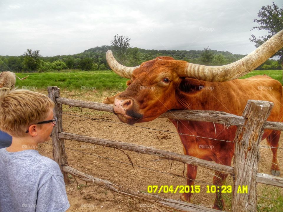 come here for a little kiss 😘. This is another picture of a Texas longhorn that resides at the wildcatter ranch resort located east of Graham Texas