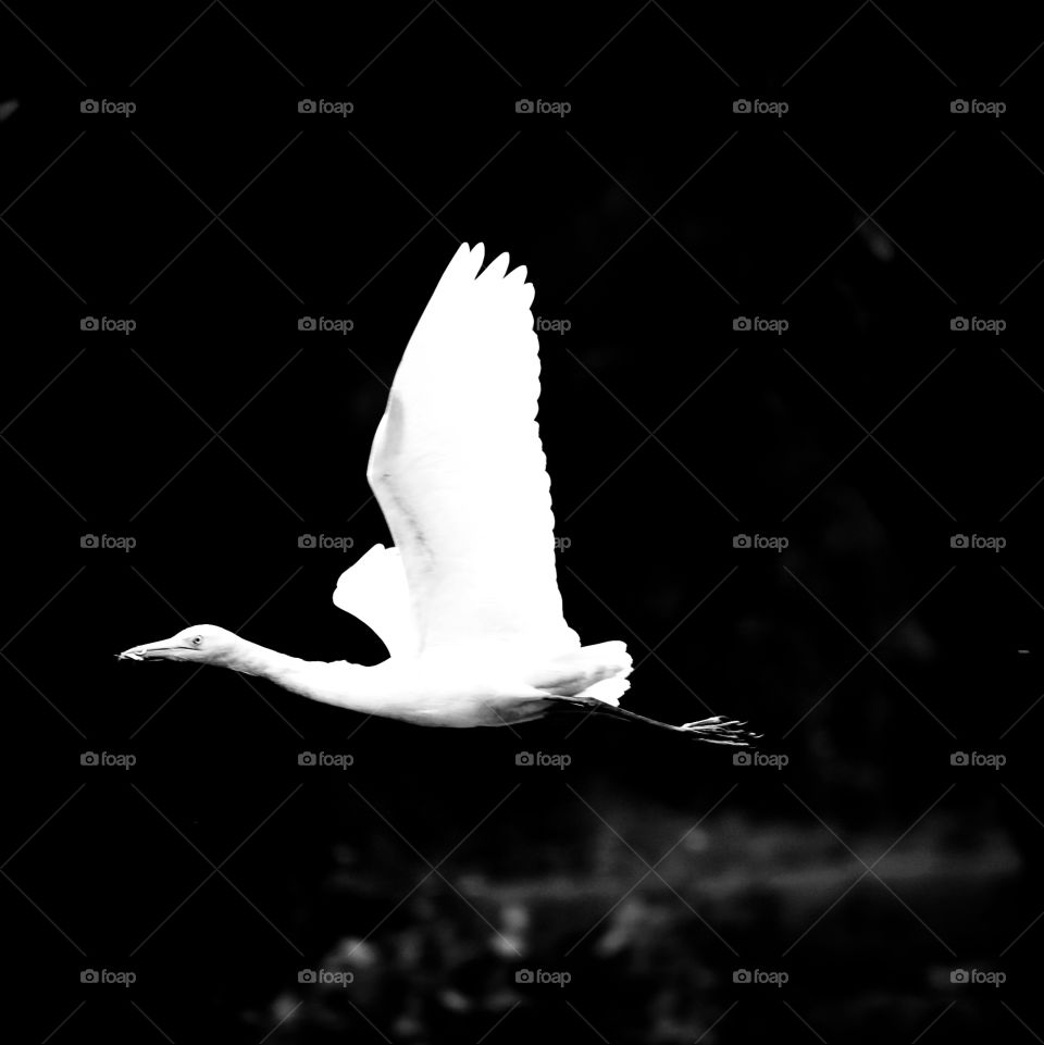 A white crane captured mid flight showcasing its wingspan, standing out in the dark background , giving off vibes of its pure elegance and serenity