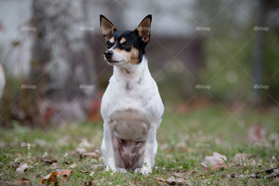 Black and White Chihuahua sitting portrait