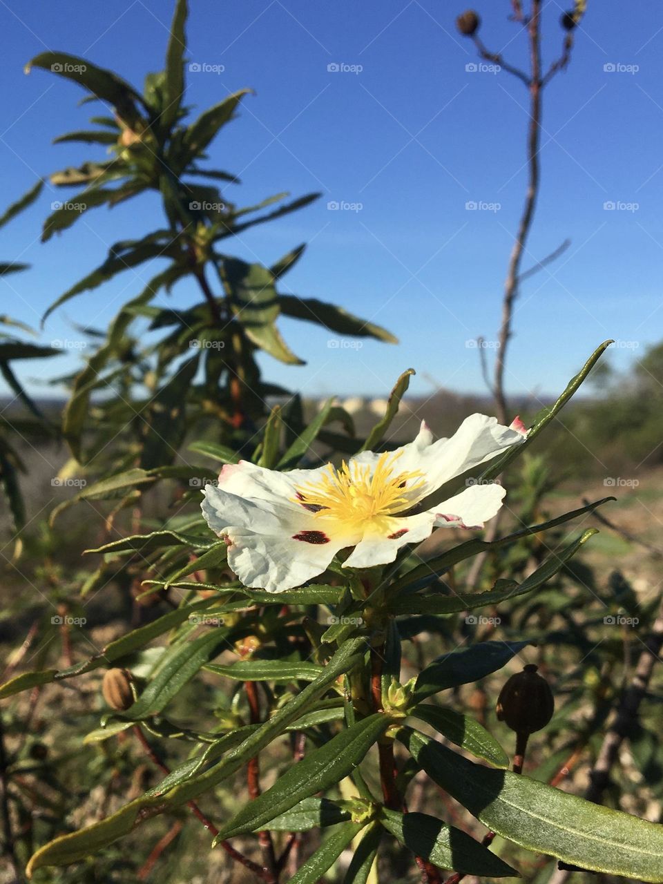 First Cistea flower profile in green landscape 