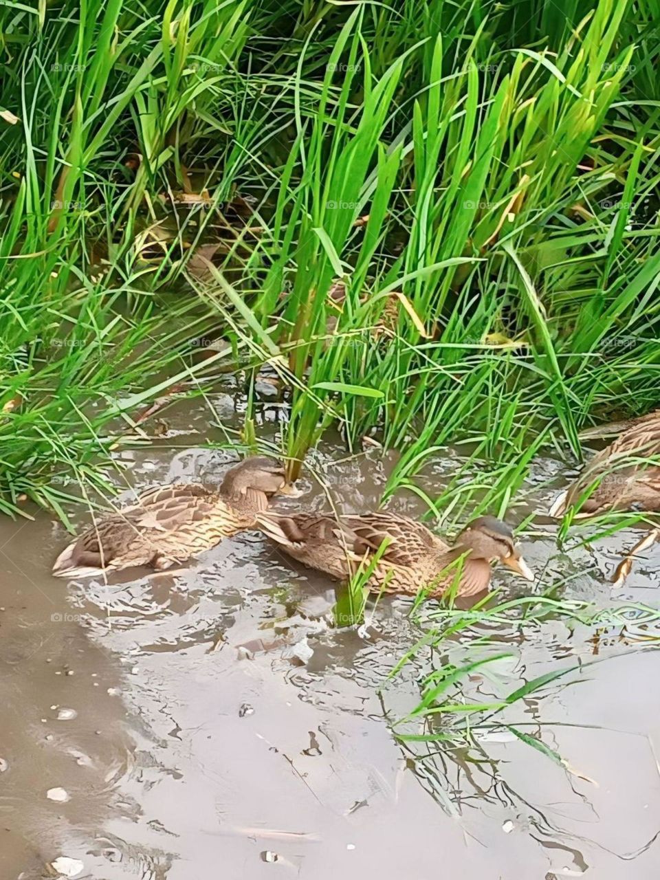 I like the ducks :-)