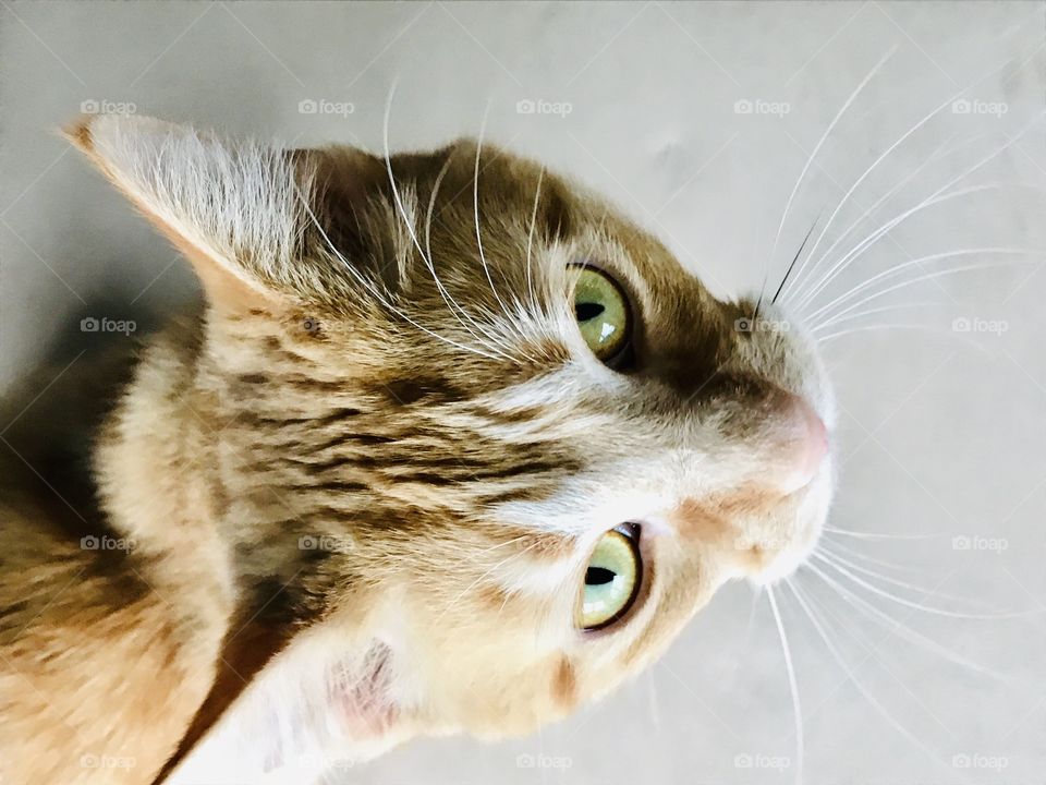 Orange tabby cat with beautiful eyes looking up at the camera. Whiskers are very visible, and so sweet. 