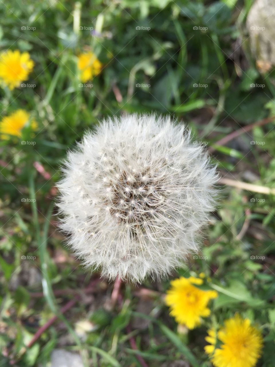 Spring picture macro