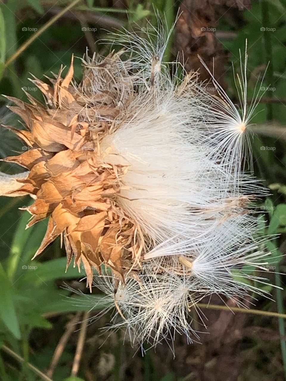 Closeup of a nodding thistle seed pod 