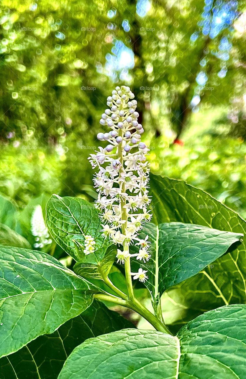Common berry (Phytolacca acinosa)