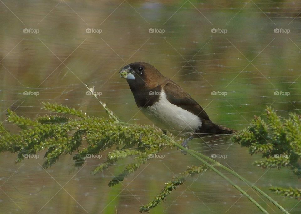 Javan munia . Reach for the resting on feeding at the while time. The bird's alternative after rice field. As well understand as the plant's choosen because one family of paddy .