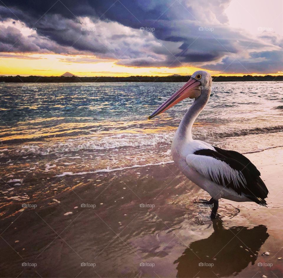 Pelican in the evening light at the beach 