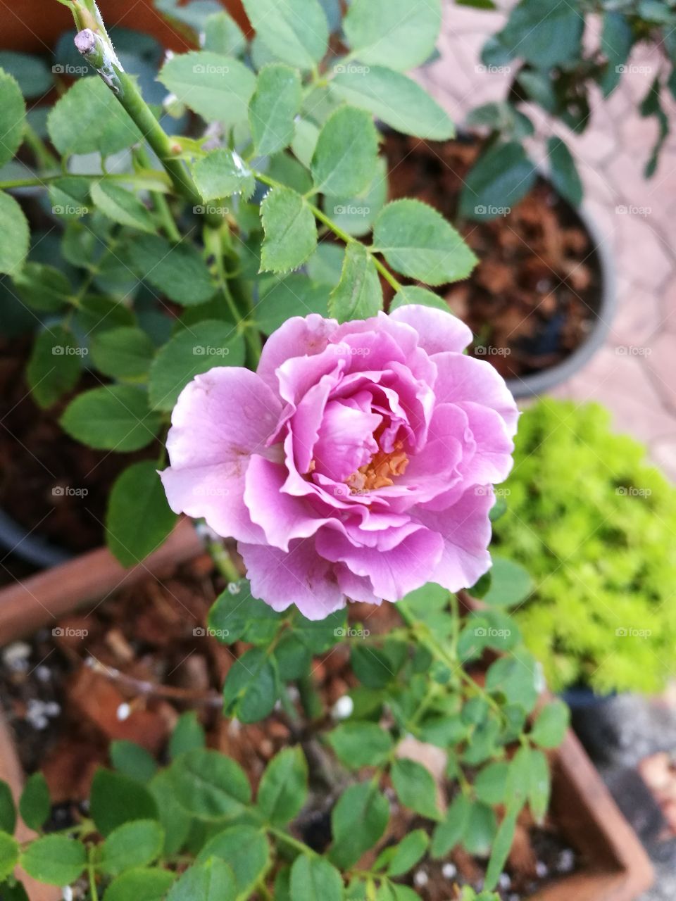 closeup of purple rose in garden