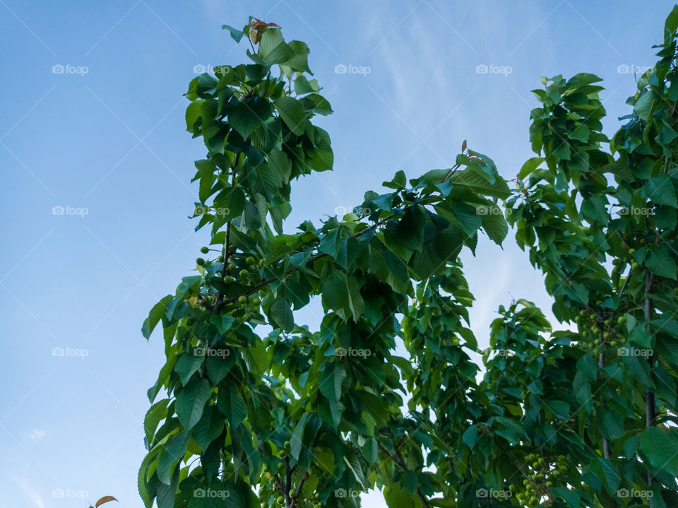 Cherry tree, branches against the blue sky and green berries. Evening before sunset. Nature.