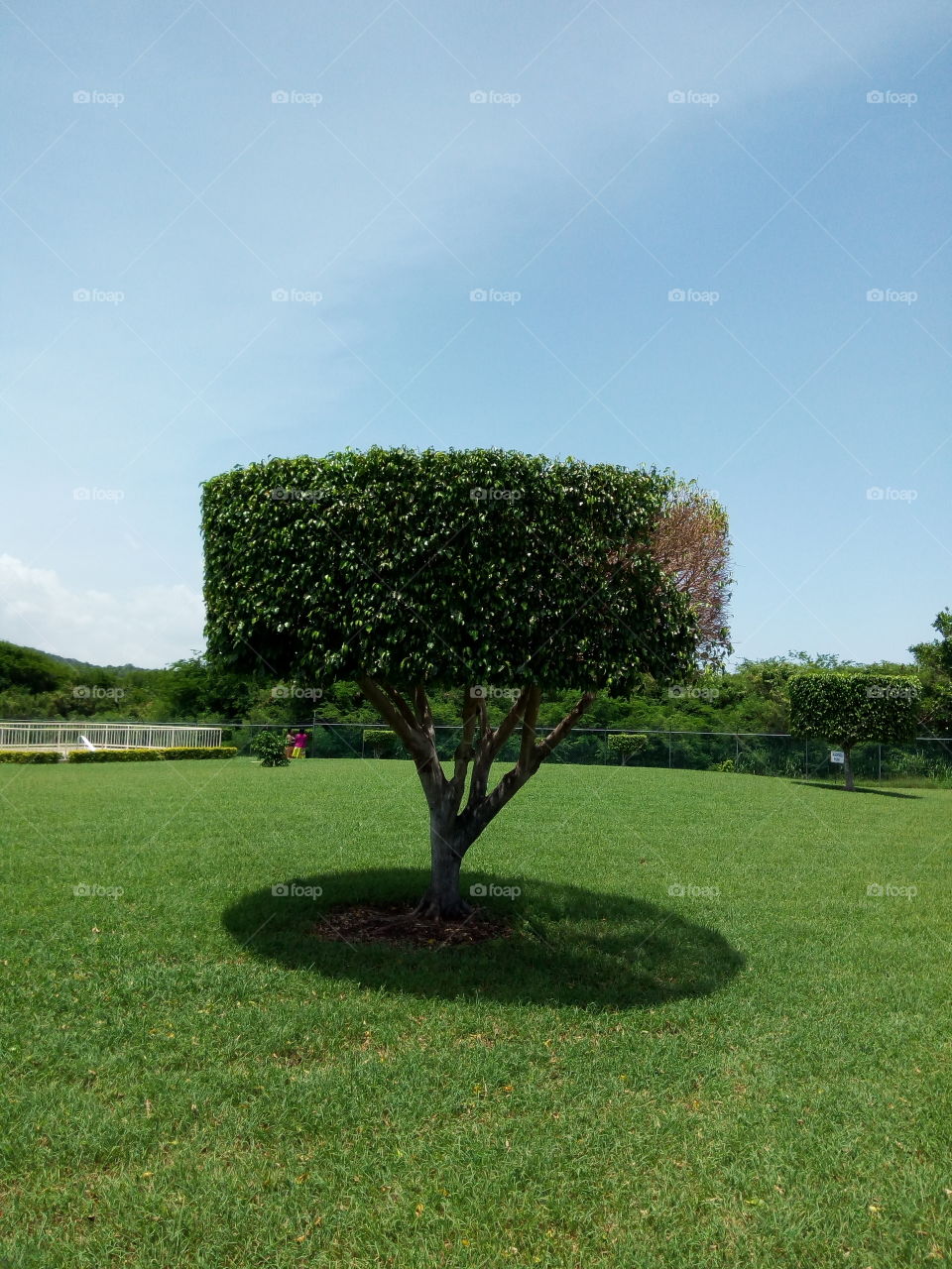 landscape with phicus tree