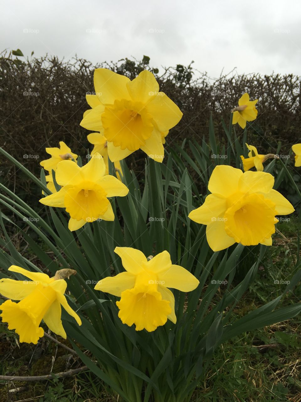 Daffodils