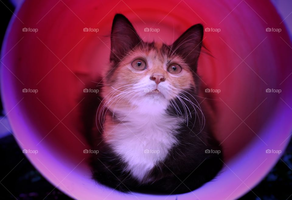 kitten play in ground