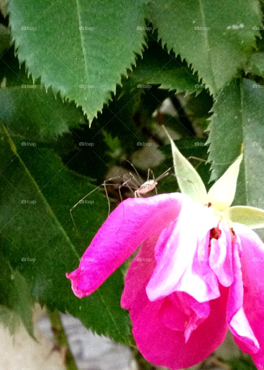 Daddy Longlegs on fuchsia rose.