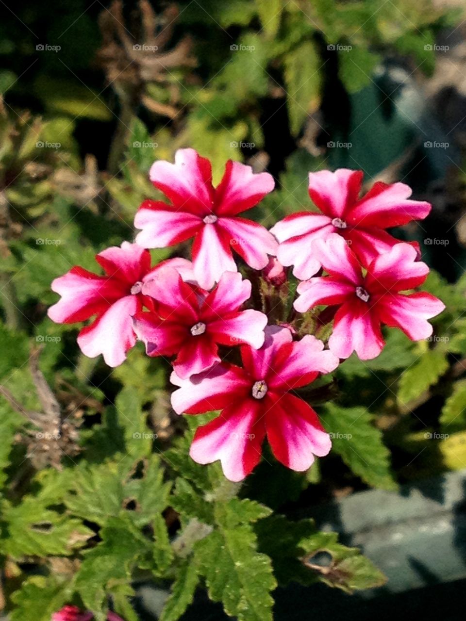 Beautiful flowers