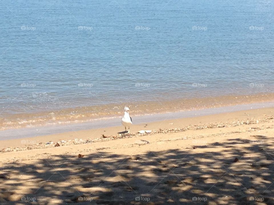 Pássaro praia