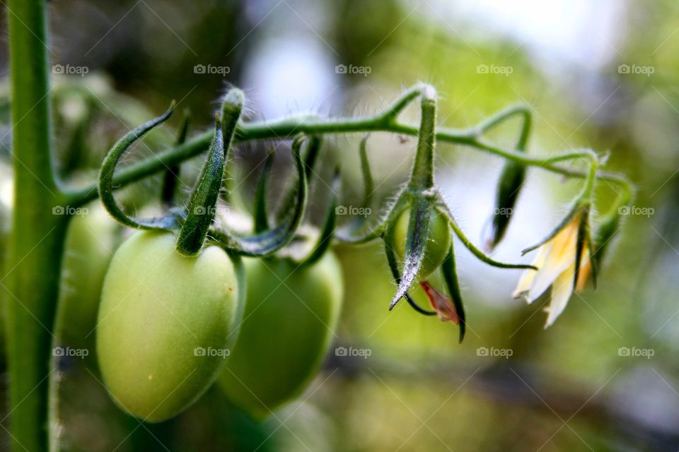 plum tomatoes growin