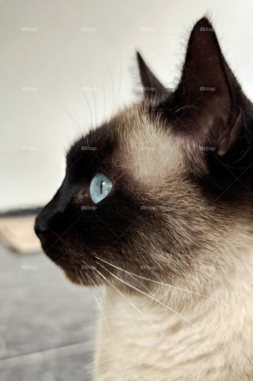 siamese cat