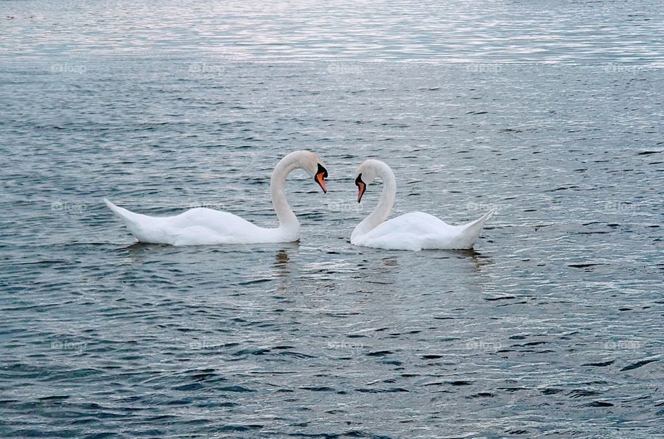 Love is...Two white swans on the lake