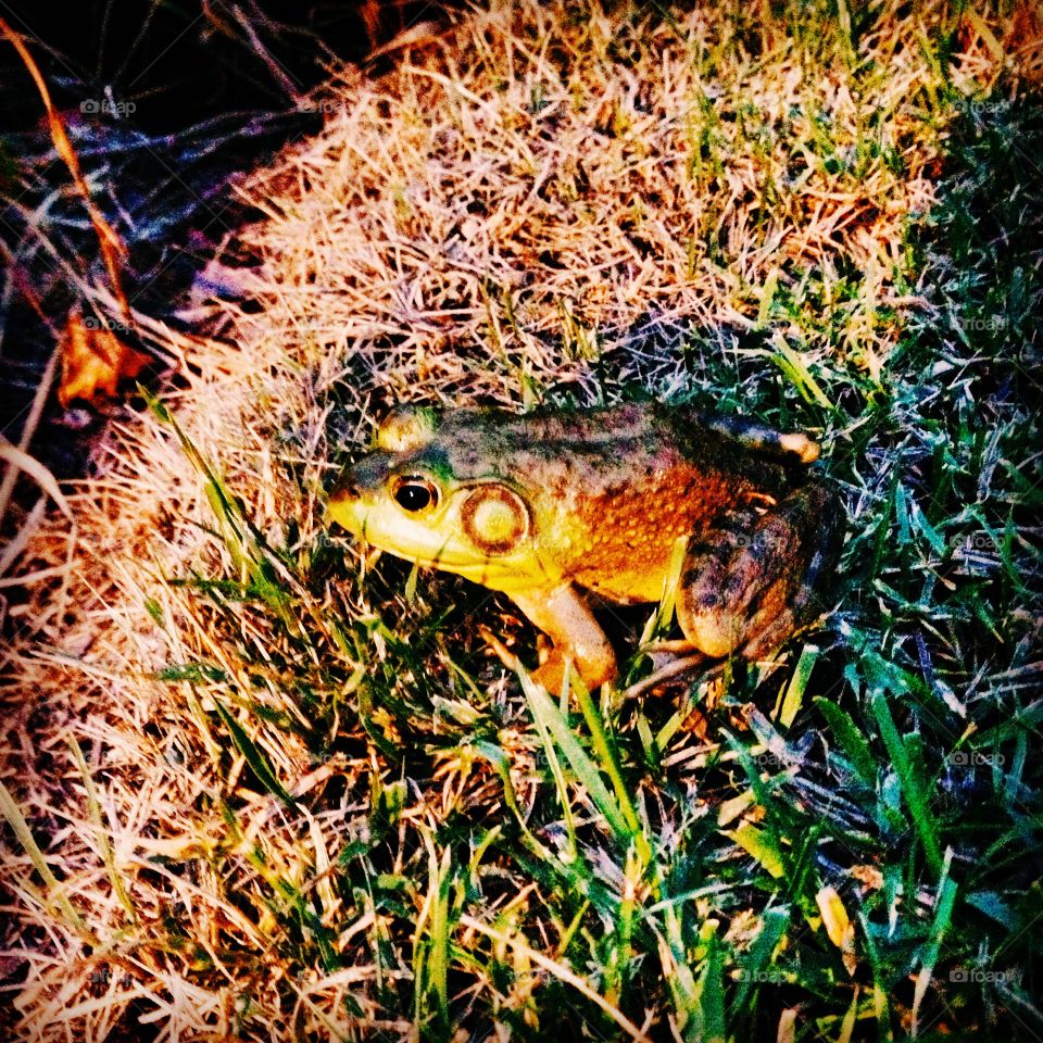 Golden Frog. Bethany Beach, DE  during an evening walk with the family!