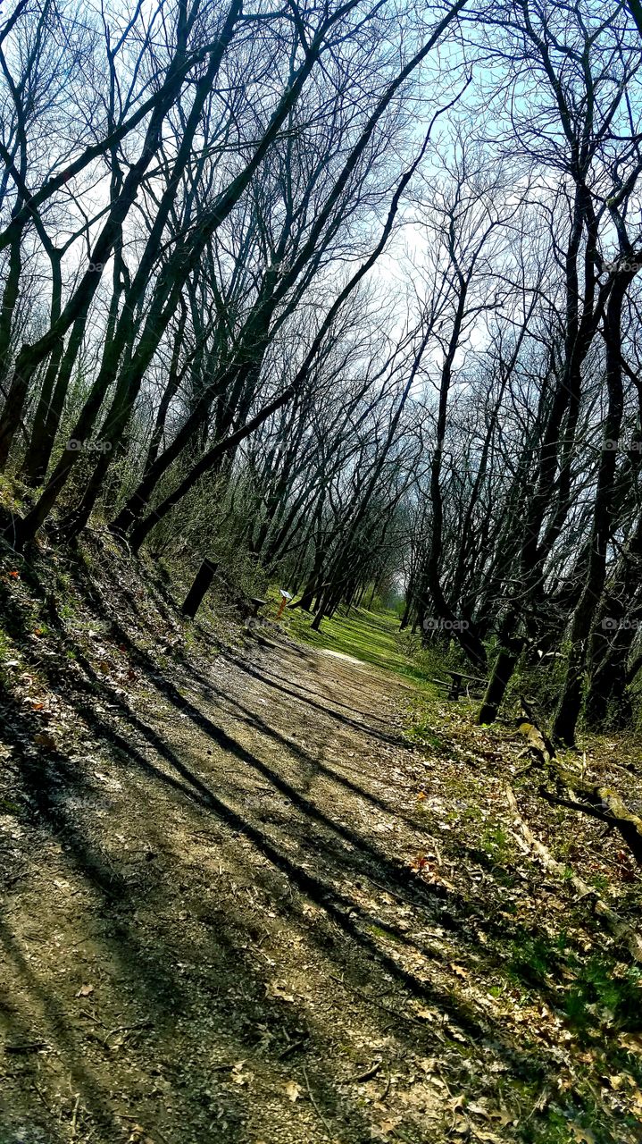 Nature's Hidden Pathways.